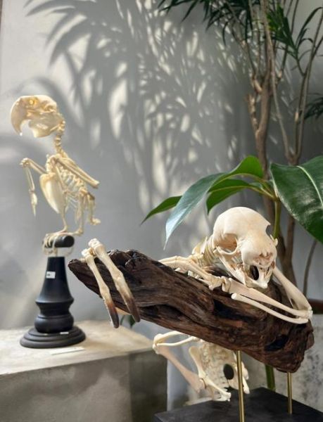 野生艺术是什么_如何收藏野生艺术作品