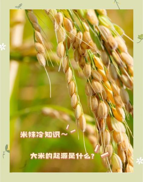 大米起源哪里_大米何时传入中国