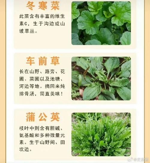 野菜历史故事大全_野菜最早出现在哪个朝代