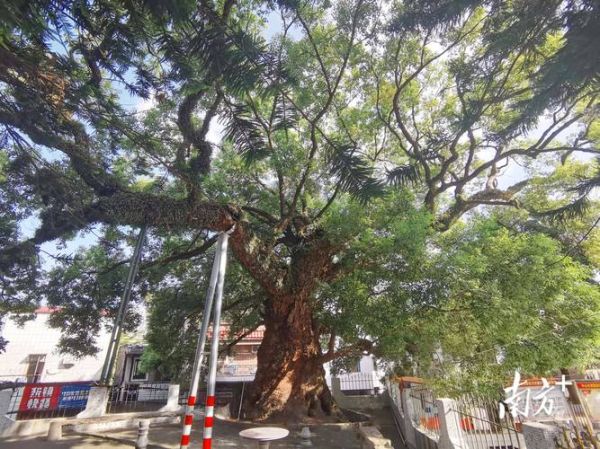 历史老树图片大全_如何辨别古树年龄