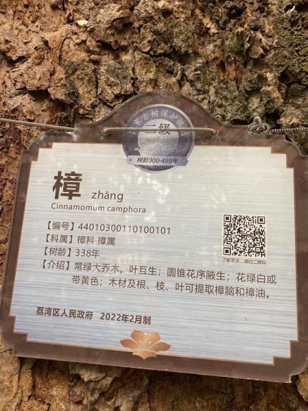 历史老树图片大全_如何辨别古树年龄