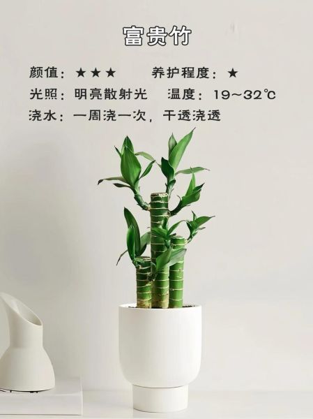 室内植物怎么养_新手适合养哪些绿植