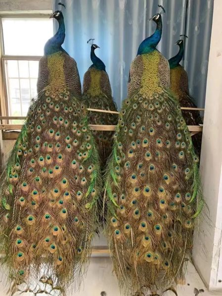 艺术孔雀适合放客厅吗_艺术孔雀风水禁忌