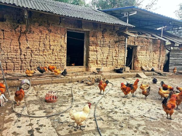 去乡村生活怎么样_去乡村生活需要多少钱