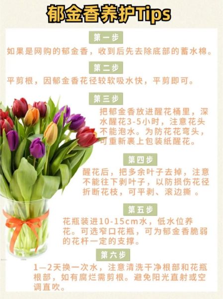 郁金香怎么养_郁金香花语是什么