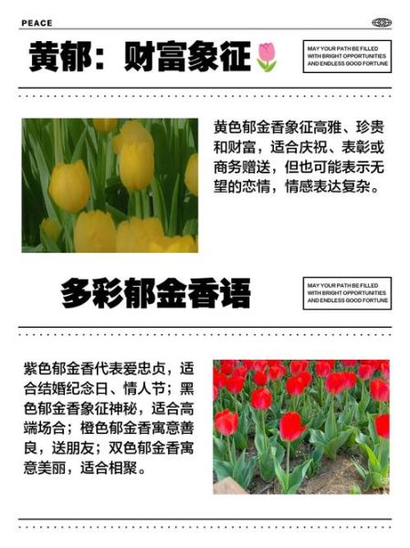郁金香怎么养_郁金香花语是什么
