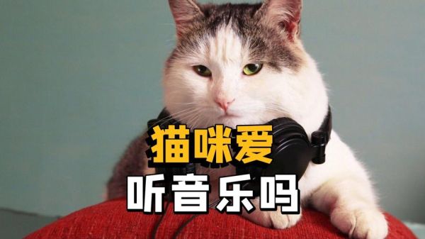 历史猫歌曲大全_有哪些经典必听