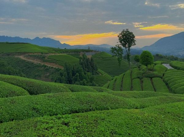 茶山艺术是什么_如何体验茶山艺术