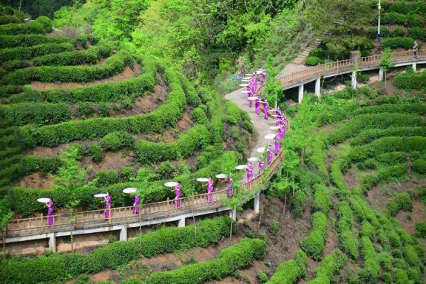 茶山艺术是什么_如何体验茶山艺术