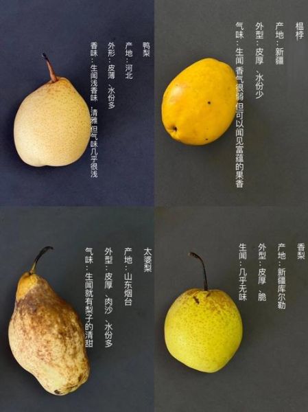艺术梨是什么_艺术梨和普通梨区别
