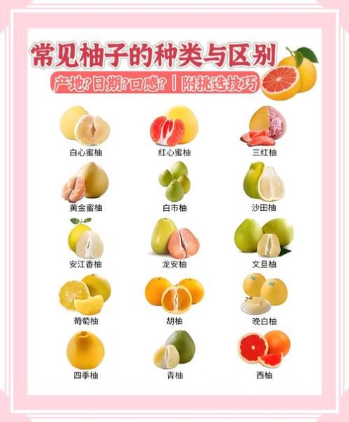 柚子历史图片大全_柚子起源演变