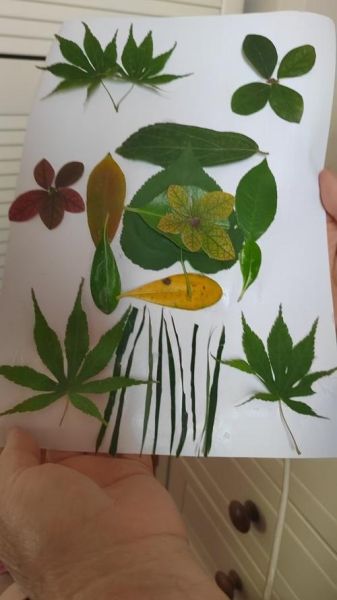 树叶怎么做成艺术品_树叶艺术有哪些形式