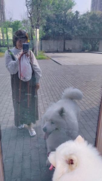 小狗日常怎么拍_新手拍狗视频教程