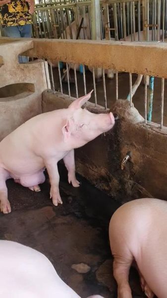 羡慕猪的生活_为什么猪过得这么幸福