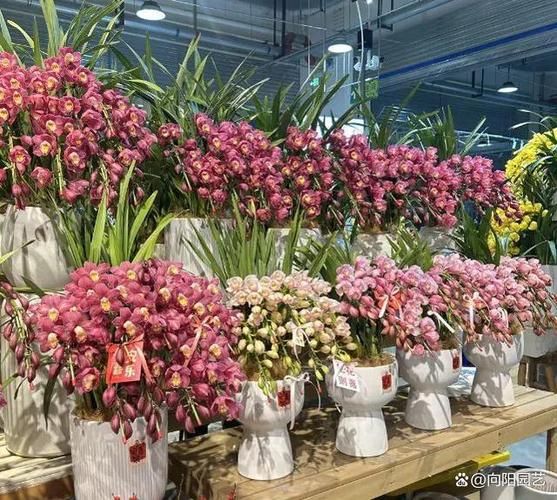 艺术年宵花怎么选_艺术年宵花价格贵吗