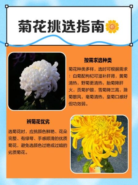 食用菊花有哪些品种_如何挑选新鲜食用菊花