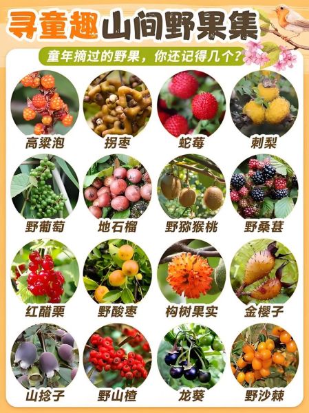 水果历史故事大全_水果起源传说