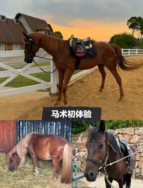 骑马初学者如何选马_马术训练多久见效