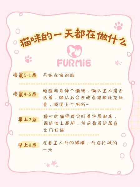 为什么羡慕猫咪的生活_猫咪一天都在做什么