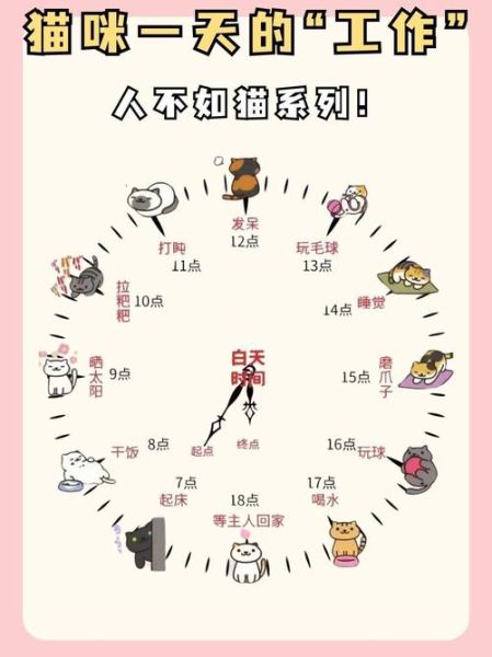 为什么羡慕猫咪的生活_猫咪一天都在做什么