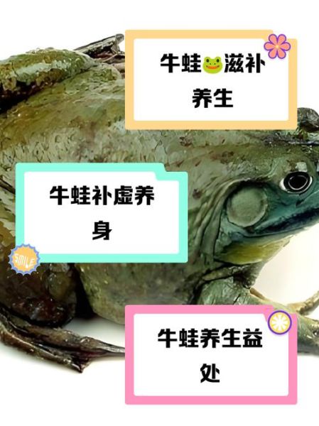 牛蛙历史故事大全_牛蛙为什么叫牛蛙
