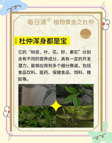 杜仲的由来是什么_杜仲有哪些历史故事