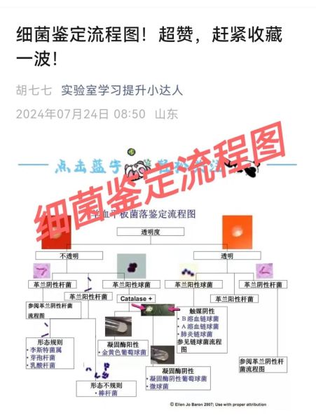 如何培养艺术细菌_艺术细菌养成技巧