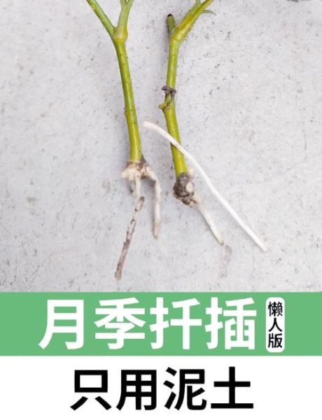 扦花艺术怎么入门_扦花与插花区别是什么