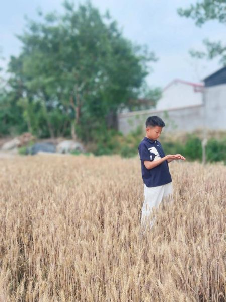 乡村麦田生活怎么样_乡村麦田生活有哪些体验