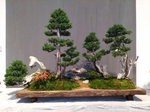 盒景艺术是什么_盒景艺术怎么做