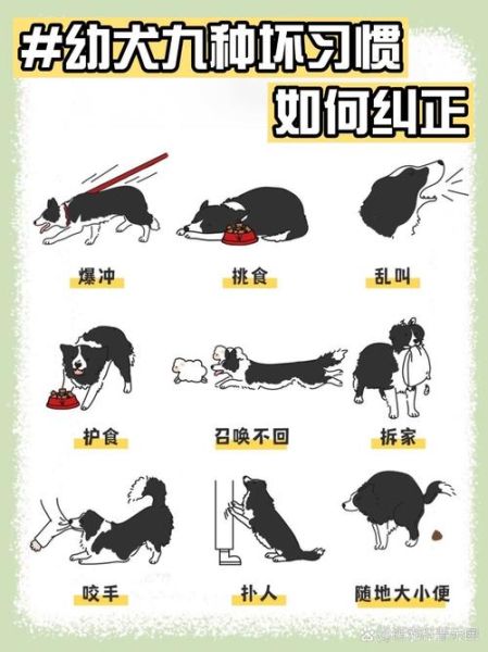 如何让宠物更快乐_宠物快乐生活怎么做