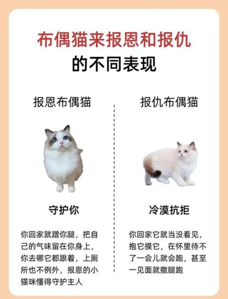 宠物黑历史大全_为什么猫咪会记仇