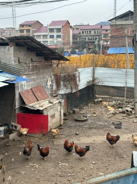 农村休闲生活怎么过_农村休闲生活有哪些项目