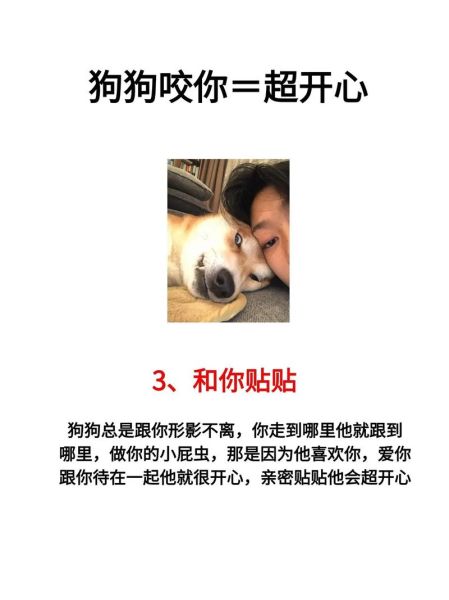 如何让狗狗快乐_宠物日常互动技巧