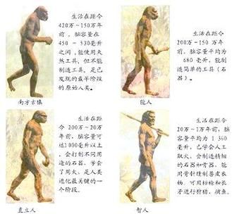人类进化历史大全_从猿到人经历了哪些阶段