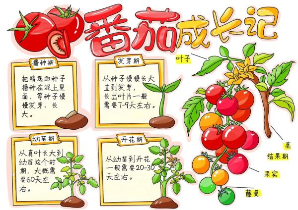 番茄历史大全_番茄最早什么时候传入中国