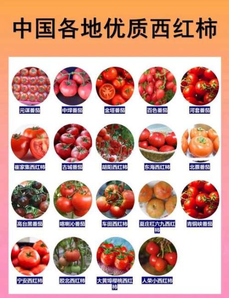番茄历史大全_番茄最早什么时候传入中国