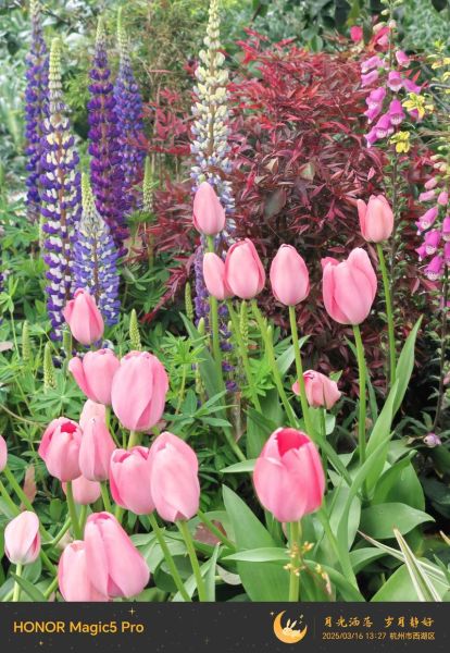 春天去哪里赏花_春季赏花最佳时间