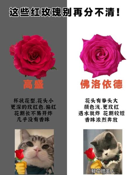 艺术玫瑰怎么养_艺术玫瑰和普通玫瑰区别