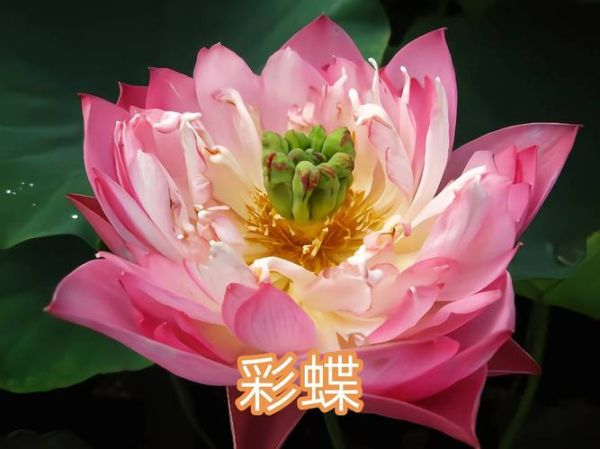 莲花历史品种大全_有哪些珍稀品种