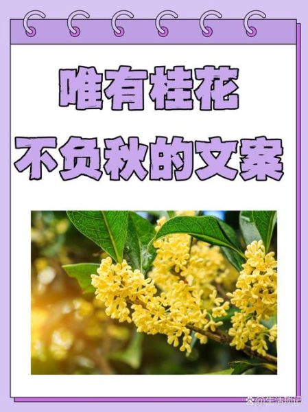 桂花艺术文案怎么写_桂花文案如何打动人心