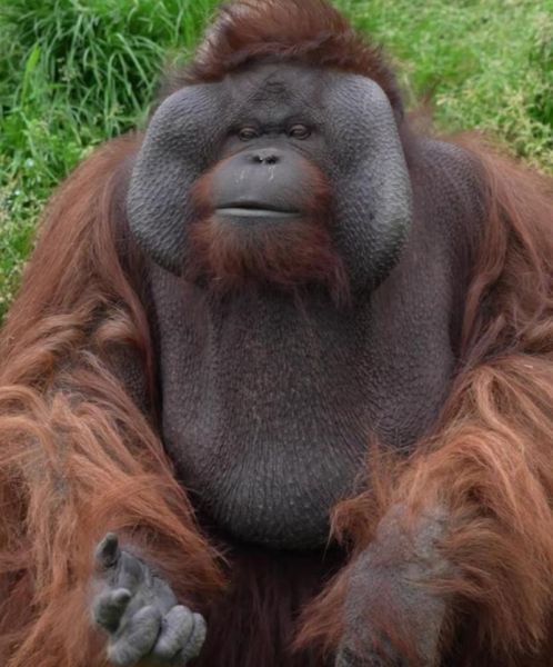 猿猴种类大全_现存猿猴有哪些