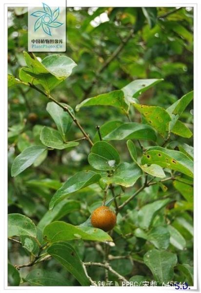 马钱子历史图片大全_马钱子长什么样