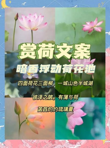 荷花怎么拍才好看_荷花文案怎么写有艺术感