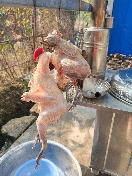 农村杀鸡怎么杀_农村杀鸡的正确步骤