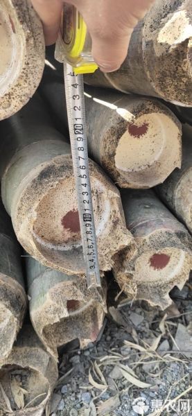 毛竹高科技产品开发应用_毛竹高科技产品有哪些