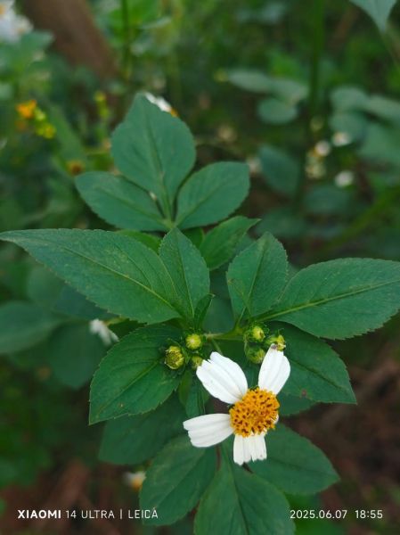 小米14Ultra拍照怎么样_值得买吗