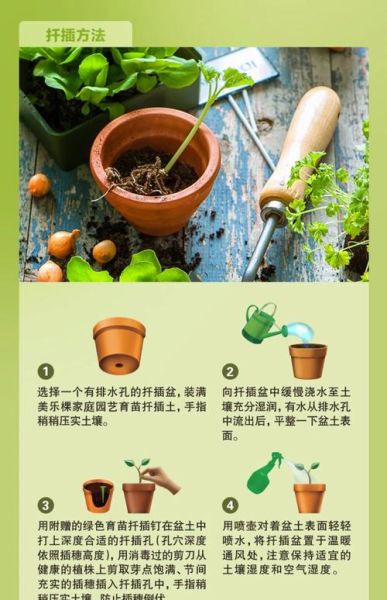 艺术种子怎么种_艺术种子适合什么土壤