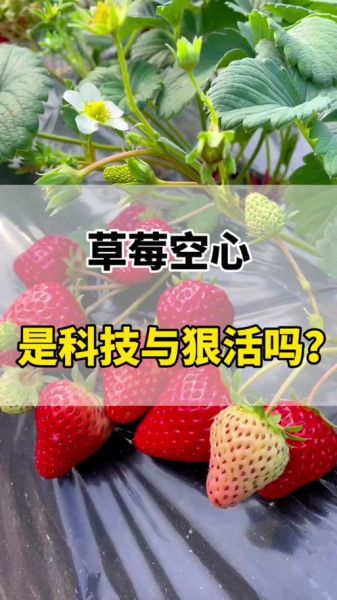草莓黑历史大全_草莓为什么突然塌房