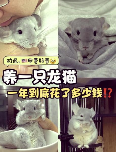 龙猫怎么养_龙猫多少钱一只